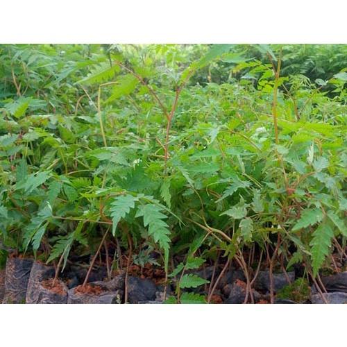 Cây xoan đào giống