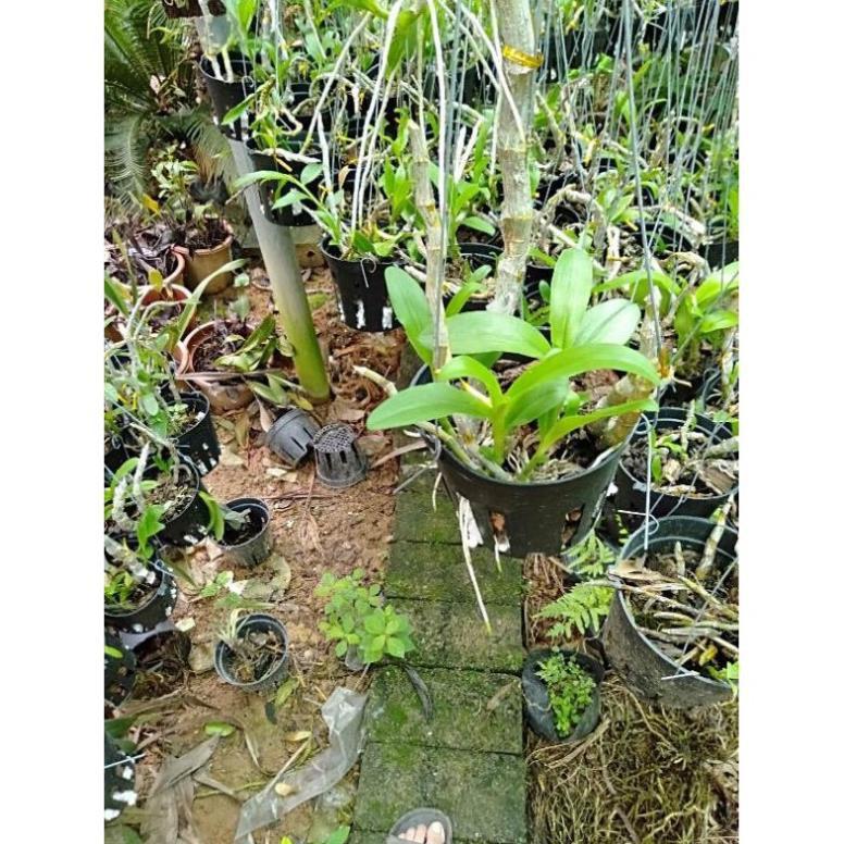 Hoa phong lan trầm tím rừng chậu phi 12