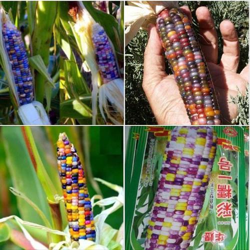 Hạt giống ngô ngũ sắc  - 1 gói 30 hạt