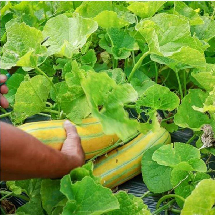 Hạt giống dưa gang cao sản F1 CT81 - Gói 20 hạt
