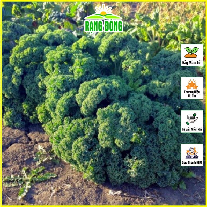 Hạt giống Cải Xoăn Kale Kháng Bệnh Tốt, Trồng Quanh Năm - Hạt giống Rạng Đông