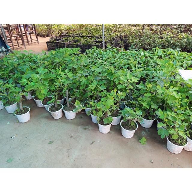 Cây sung mĩ + Tặng 01 cây dâu da đất