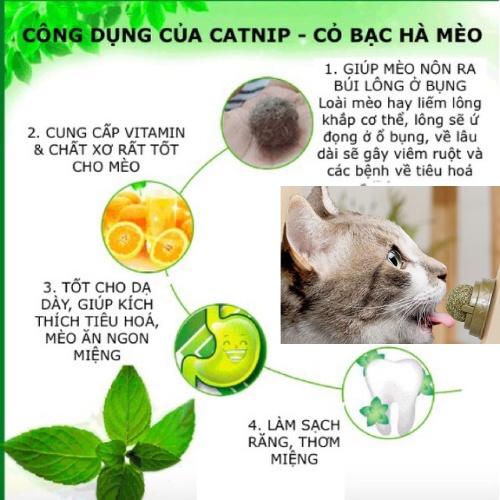 Viên cỏ mèo/Catnip dán tường- Giúp mèo thư giãn