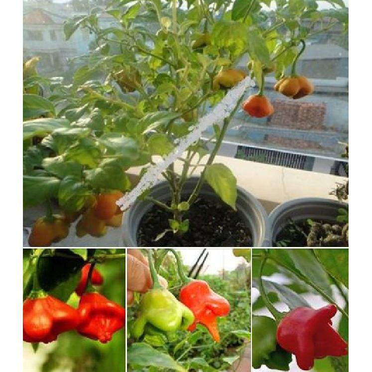 Hạt giống ớt chuông gió 30 hạt/gói