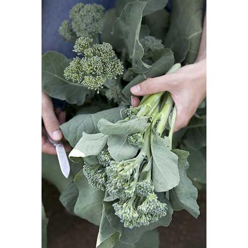 Hạt Giống Cải Rổ Lá Dún Gói 20gram