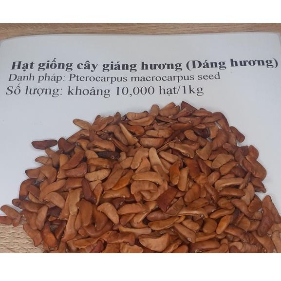 500 gram hạt giống giáng hương