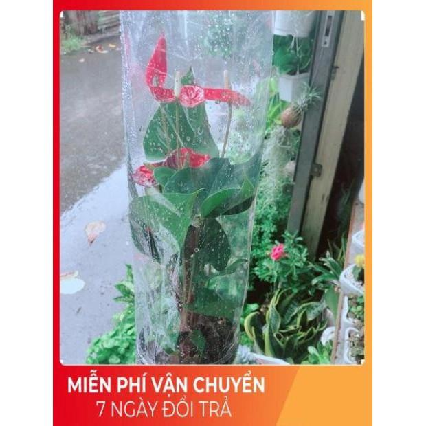 Cây Hồng Môn