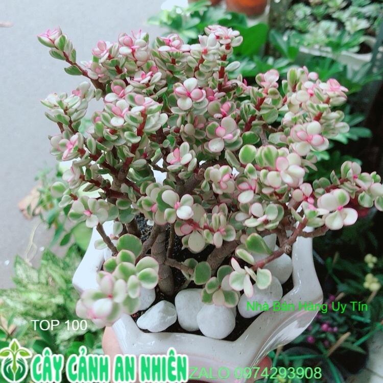 Chậu Cây Cành Vàng Lá Ngọc
