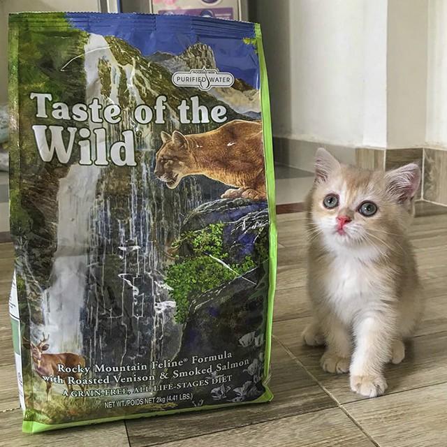 Thức Ăn Cho Mèo Anh Lông Dài Taste Of The Wild Rocky Mountain Bao 500g - Nai Nướng Cá Hồi Xông Khói