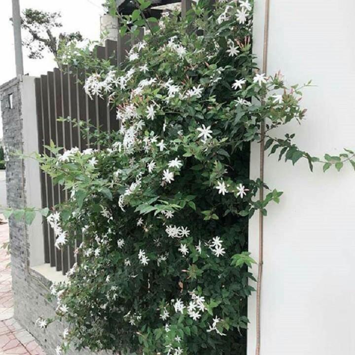 CHẬU HOA GIỐNG HOA NGUYỆT QUẾ LEO