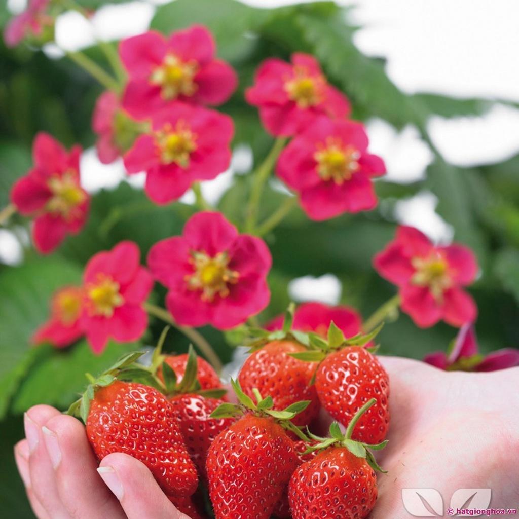 Hạt giống dâu tây đỏ chịu nhiệt KNS3440 - Gói 100 hạt