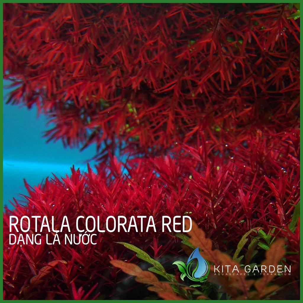 Cây thủy sinh vảy ốc siêu đỏ - Rotala Colorata Red - Dễ Trồng - Cây Dạng Cạn