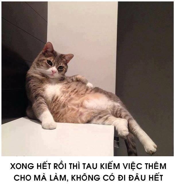 tấm cám phiên bản mèo chapter 1 5