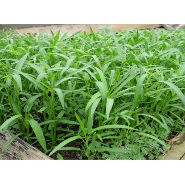 50gr hạt rau muống lá tre cao sản