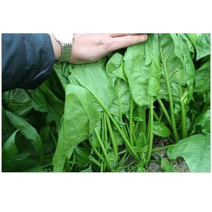 Hạt Giống Cải Bó Xôi F1 - Giống Chịu Nhiệt - gói 50gr