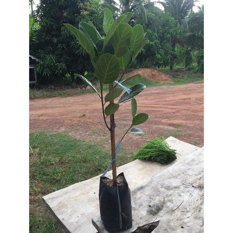 Cây giống Mít ruột đỏ sơ đỏ