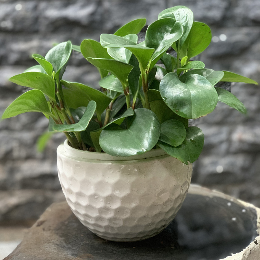 Chậu Cây Trường Sinh