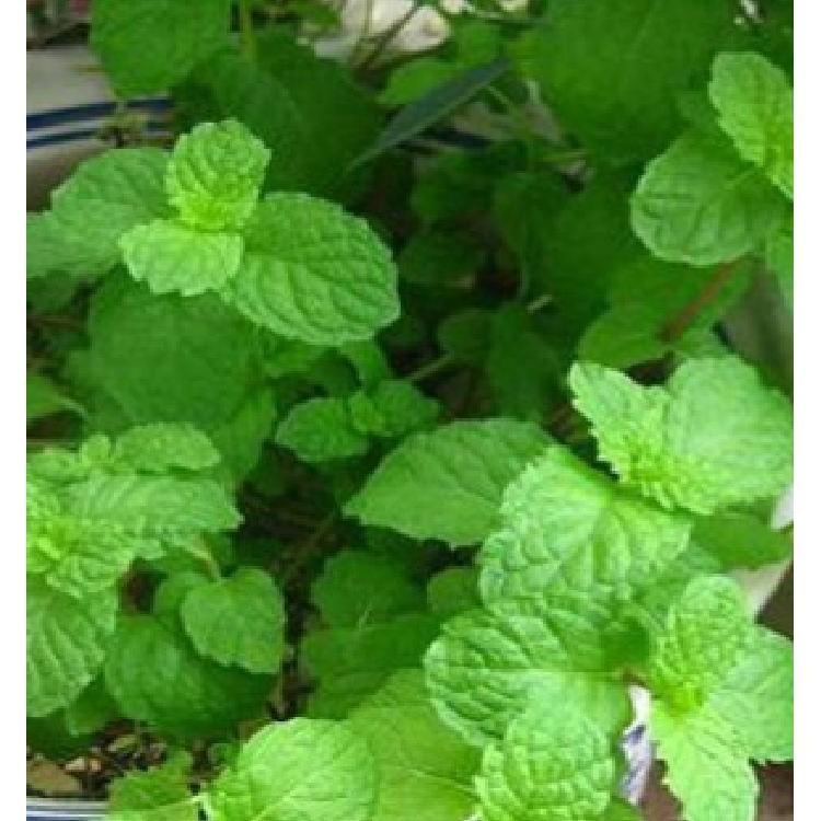 Hạt giống Húng bạc hà – 0.1Gram/gói