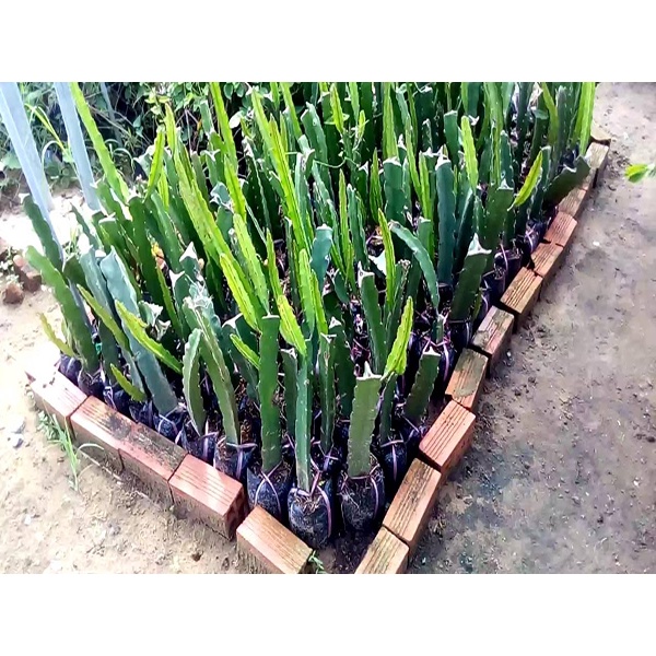 Cây giống Thanh Long Vỏ Vàng