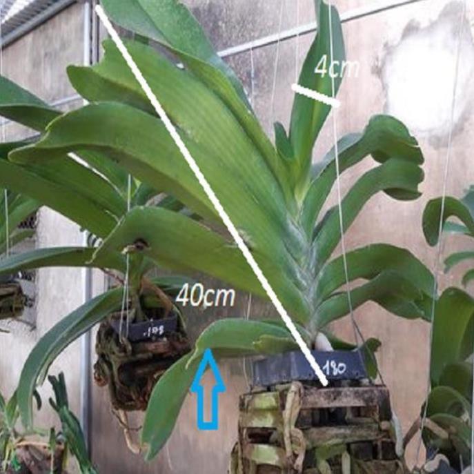 Hoa lan giáng hương ngọc điểm trắng