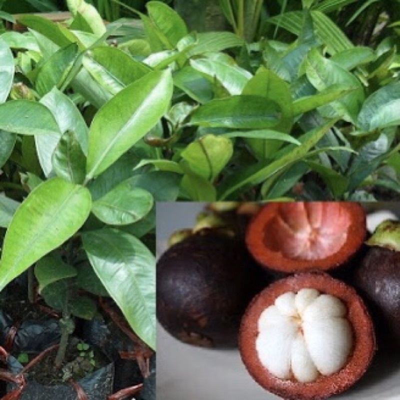 Cây măng cụt giống cây to giống tốt