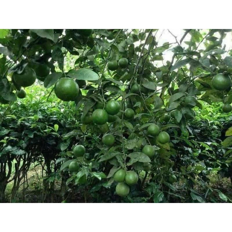 CÂY CHANH GIỐNG TỨ QUÝ