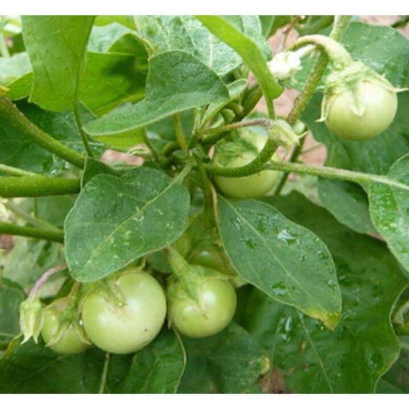 Hạt giống cà pháo xanh, kháng nhiều sâu bệnh, năng suất cao, chất lượng ngon, đóng gói 2gr