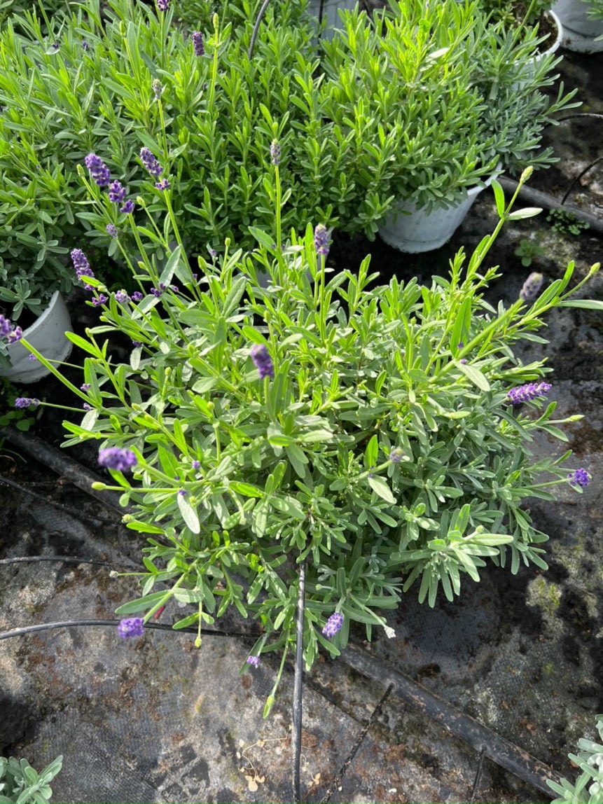 Lavender - oải hương cây thật