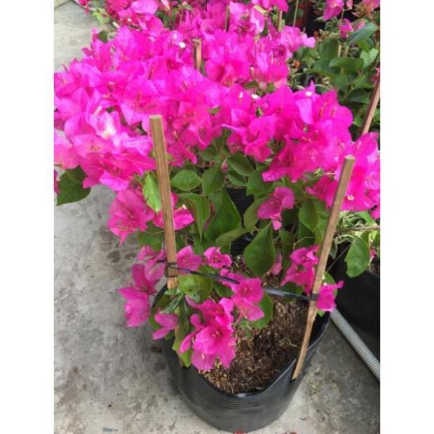 Hoa giấy đỏ hồng siêu bông