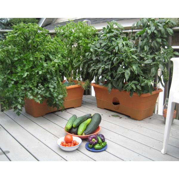 Combo 5 Khay Trồng Rau Bán Thủy Canh Dosa - Cung Cấp Bởi Trồng Rau Đô Thị