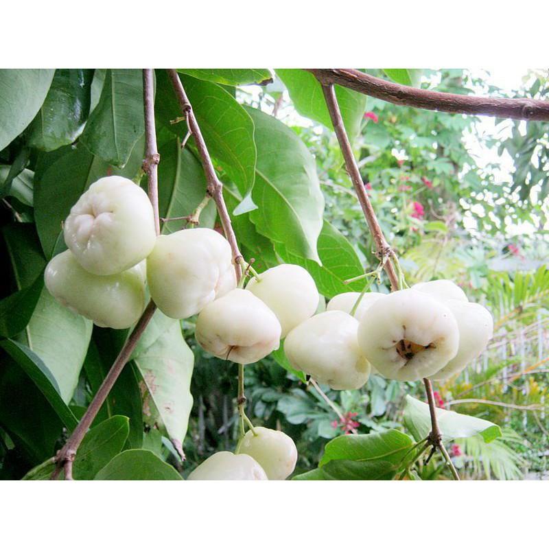 Cây giống Mận Roi Trắng Sữa .