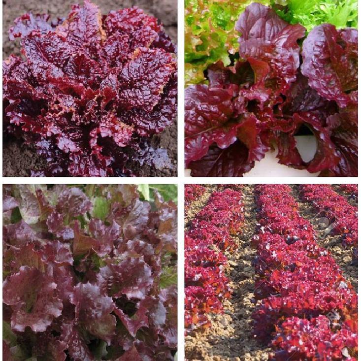 Combo 4 gói hạt giống xà lách các loại-gói 2gram-tặng kèm gói phân bón lót