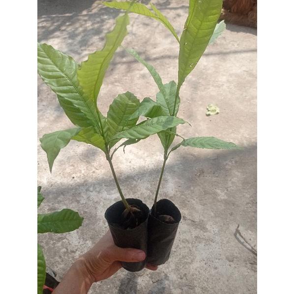 Cây giống vú sữa hoàng kim