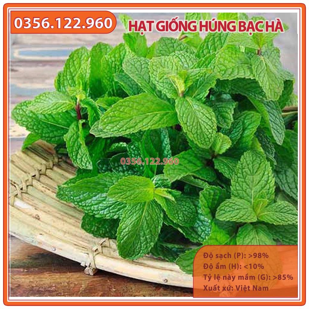 Hạt giống rau húng bạc hà - gói 0,5 gam