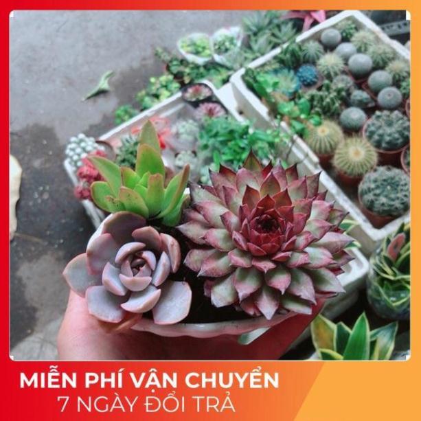 Chậu Sen Đá Mix