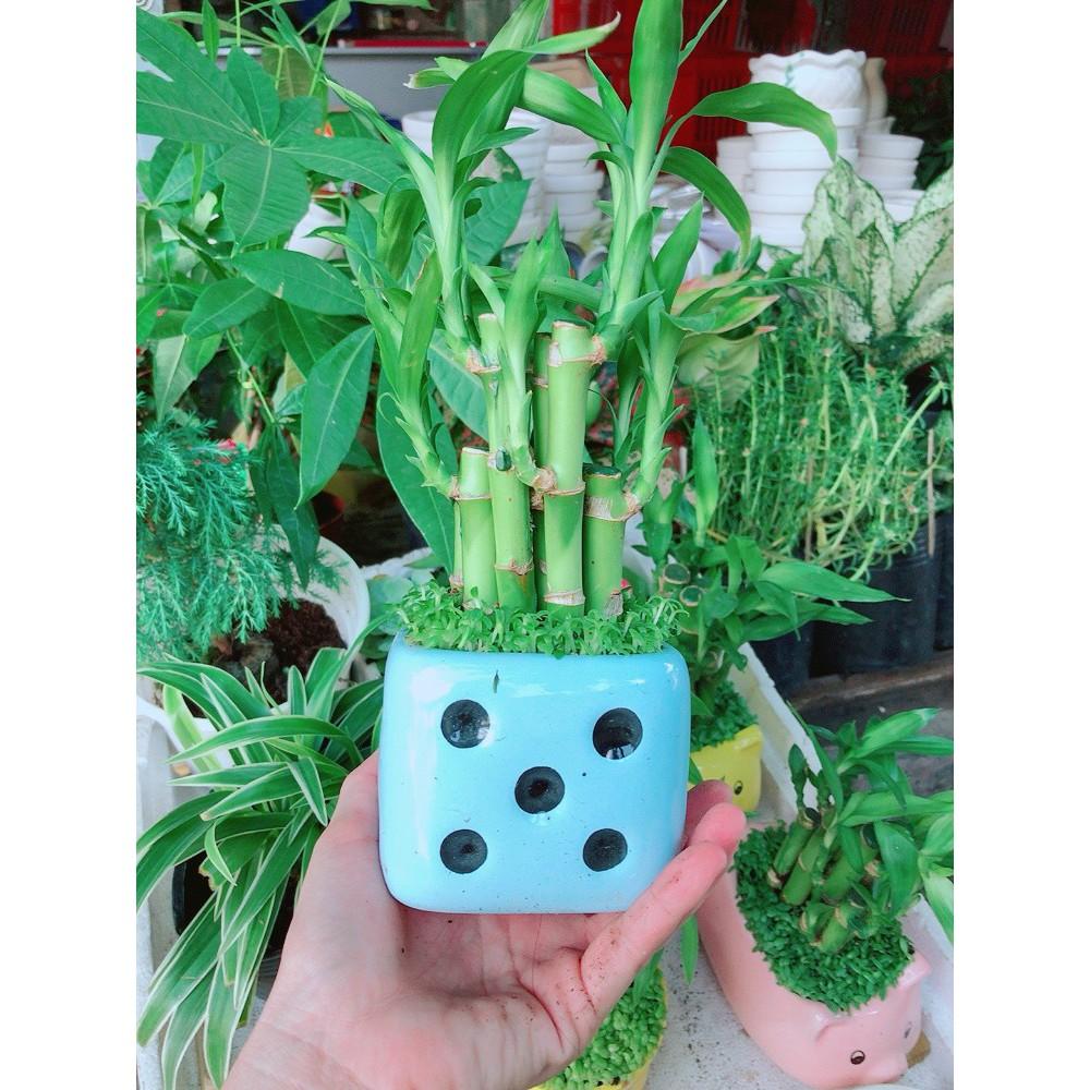 Chậu Cây Trúc Phát Tài Xúc Xắc