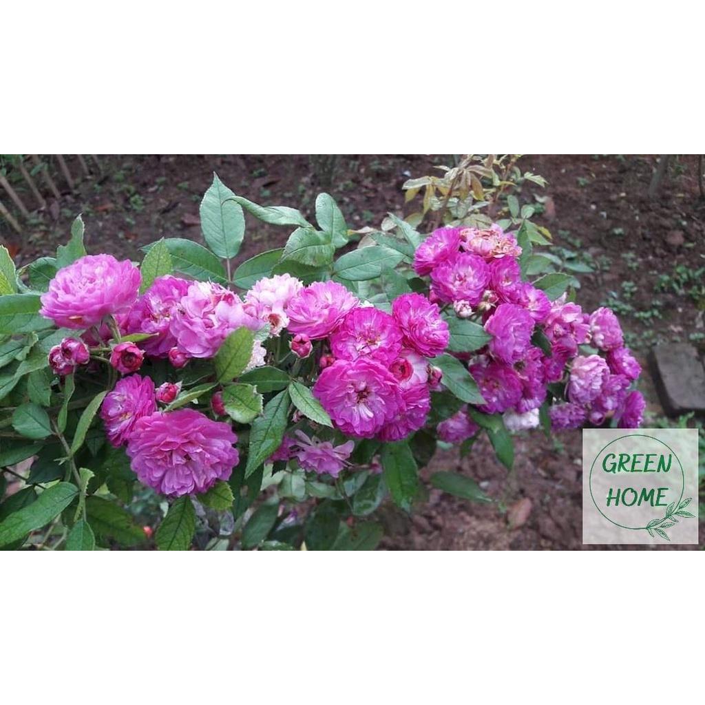 HỮU CƠ VI SINH CAO CẤP CHUYÊN HỒNG