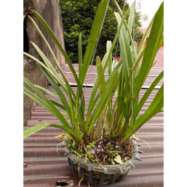 Hoa Lan Kiếm Lô Hội