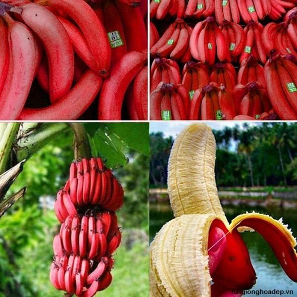 CÂY GIỐNG CHUỐI TÂY ĐỎ DACCA