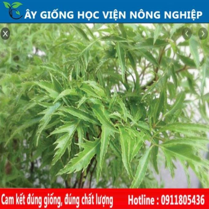 Sản phẩm Cây Ăn Trái cây giống đinh lăng dược liệu