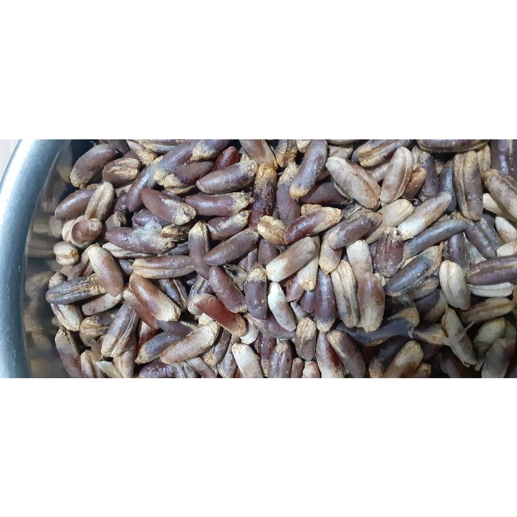 50 gram hạt giống chà là trung đông