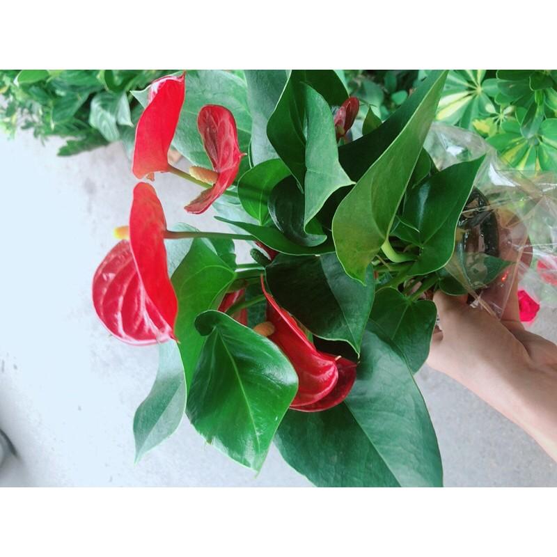 Cây Hồng Môn