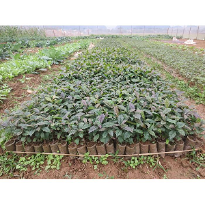 COMBO 5 CÂY XẠ ĐEN HÒA BÌNH GIỐNG