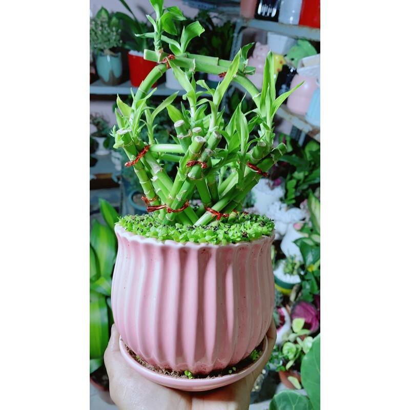 Chậu Cây Trúc Phát Tài