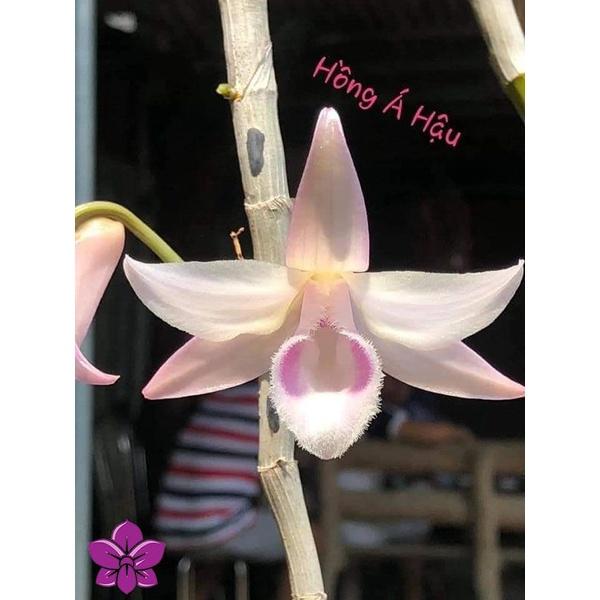 Cốc lan phi điệp đột biến HỒNG Á HẬU, hoa cực đẹp, cực hiếm, hàng gieo hạt, cây y hình