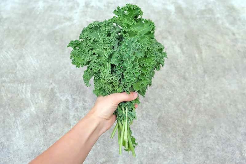5Gr Hạt Giống Cải Xoăn Kale Xanh