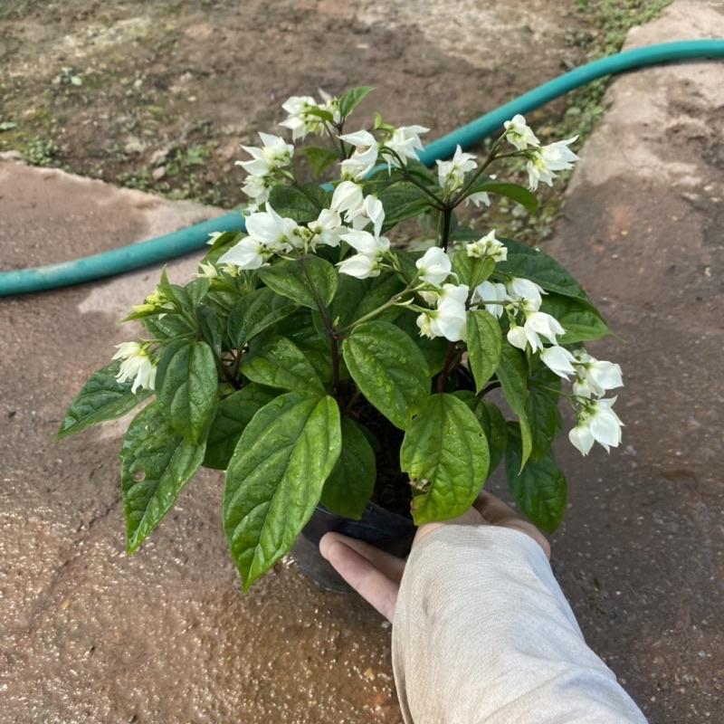 Cây ngọc nữ trồng trong bầu đen sẵn nụ và đang ra hoa