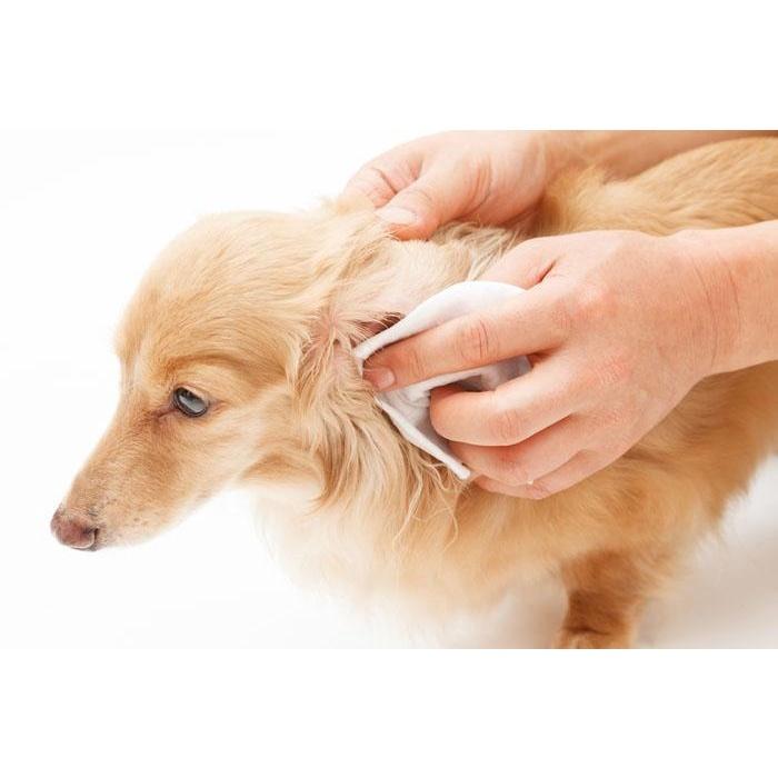 Dung dịch rửa sát trùng tai dành cho chó và mèo Forcans Flea &amp; Tick Clean Ears