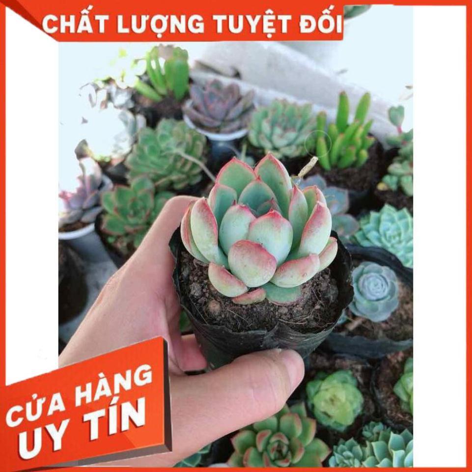 Combo 10 cây sen đá Nhiều Người Mua