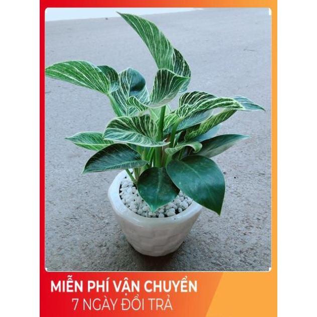 Chậu Trầu Bà Hoàng Kim